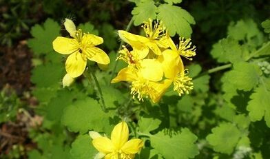 Правила за използване на Celandine от брадавици