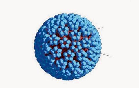 3D модел на HPV